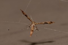 Nippoptilia cinctipedalis