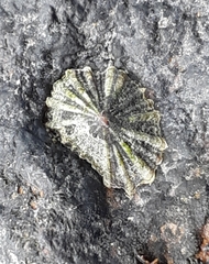 Siphonaria atra