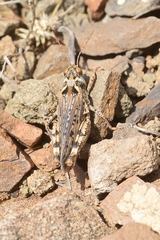 Dociostaurus kraussi