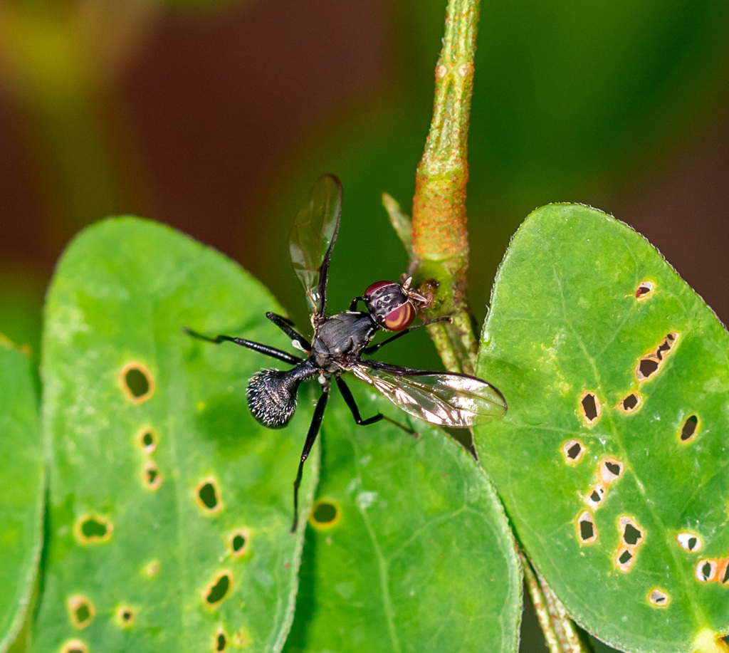 Acompha