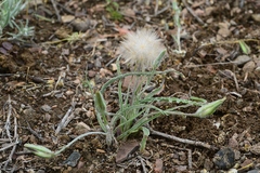 Gelasia circumflexa