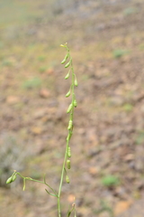 Goldbachia pendula