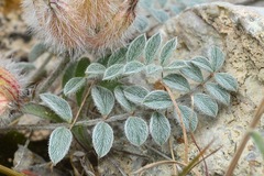 Astragalus chaetodon