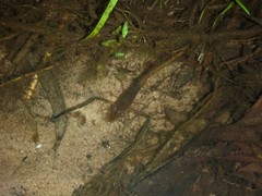 Macrobrachium bullatum