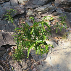 Phyllanthus lamprophyllus