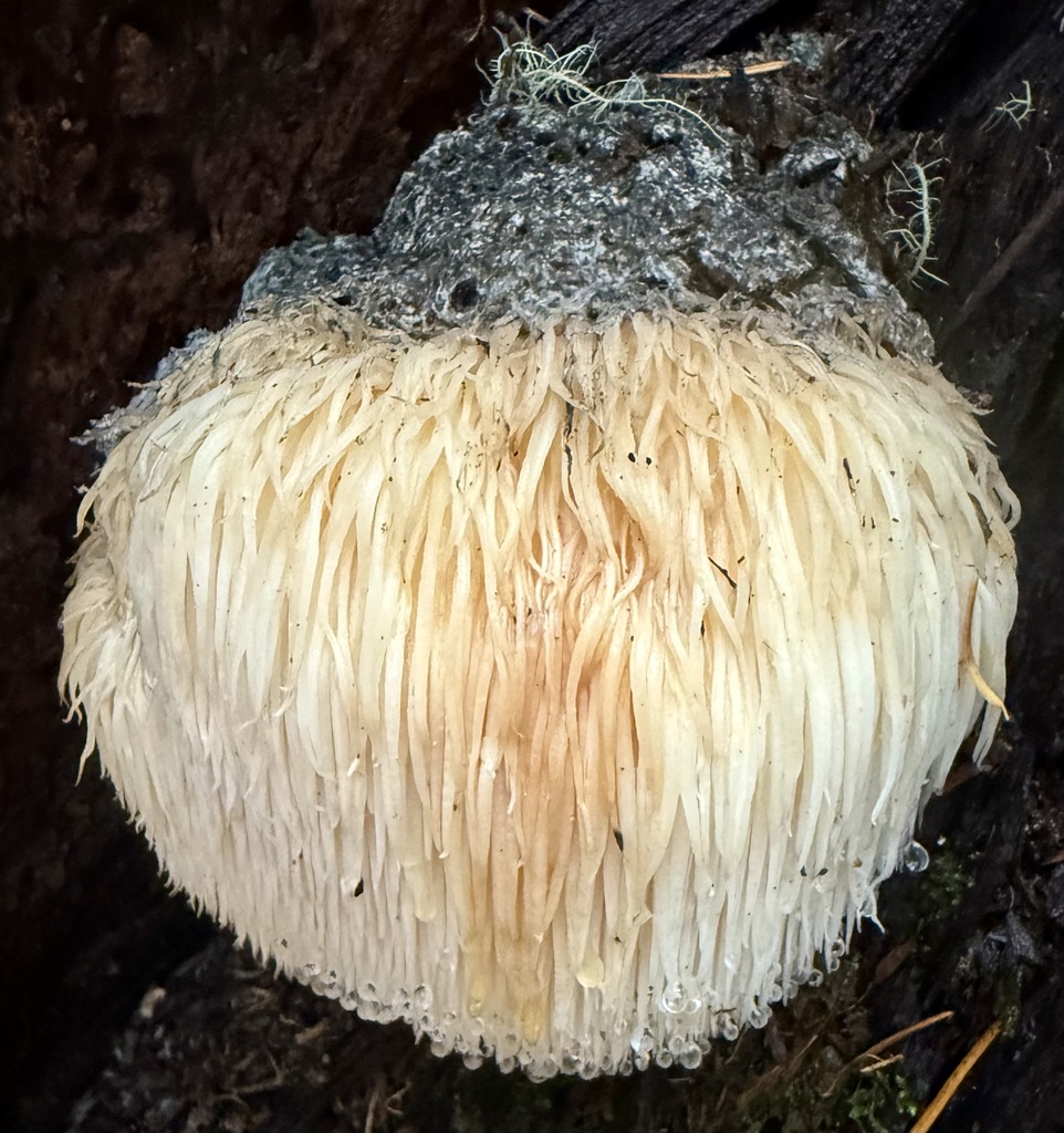 Hericium erinaceus · November 2025 · photo: © hllrnnr (iNaturalist, cc0)