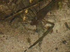 Macrobrachium bullatum