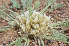 Astragalus scabrisetus