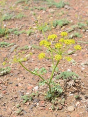 Ferula syreitschikowii
