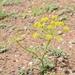 Ferula syreitschikowii - Photo (c) vladimir_epiktetov, some rights reserved (CC BY-NC), uploaded by vladimir_epiktetov