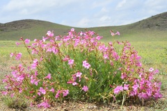 Incarvillea semiretschenskia