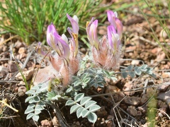 Astragalus chaetodon