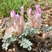 Astragalus chaetodon - Photo (c) vladimir_epiktetov, some rights reserved (CC BY-NC), uploaded by vladimir_epiktetov