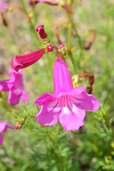 Incarvillea semiretschenskia