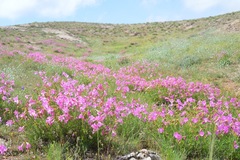Incarvillea semiretschenskia