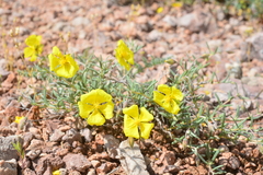 Helianthemum songaricum