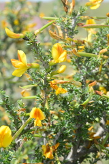 Caragana balchaschensis