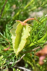 Incarvillea semiretschenskia