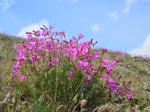 How to identify Incarvillea semiretschenskia (B.Fedtsch.) Grierson