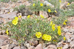 Helianthemum songaricum