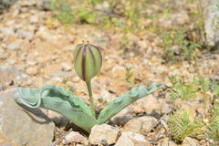 Tulipa alberti