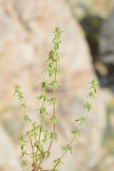 Galium verticillatum