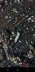Folsomia candida