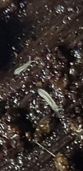 Folsomia candida