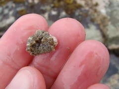 Eurynolambrus australis