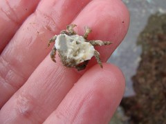 Eurynolambrus australis