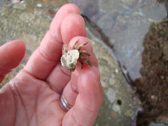 Eurynolambrus australis