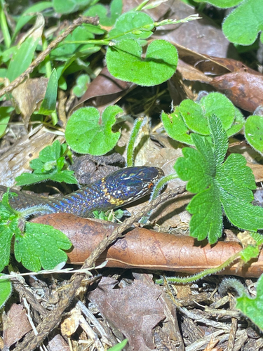 Southern Dwarf Crowned Snake sighting