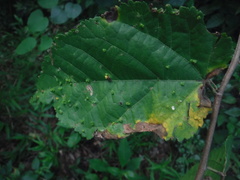 Aceria guazumae