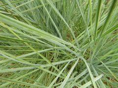 Aciphylla glaucescens