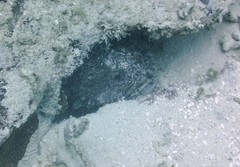 Amphichthys cryptocentrus