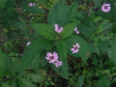 Lantana trifolia