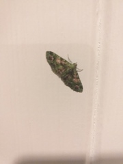 Pasiphila semochlora