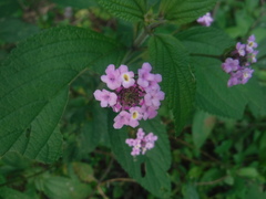 Lantana trifolia