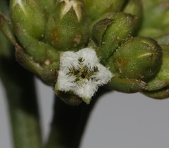 Thesium polycephalum