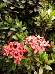 Ixora coccinea