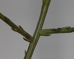 Thesium polycephalum