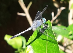 Diplacodes trivialis