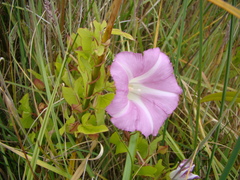 Calystegia sepium roseata