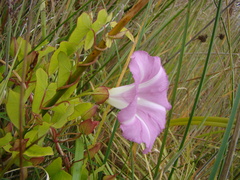 Calystegia sepium roseata