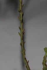 Thesium polycephalum