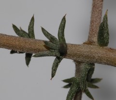 Aspalathus cuspidata