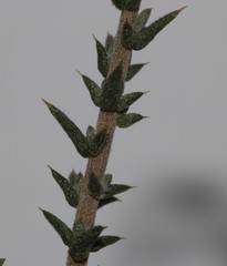 Aspalathus cuspidata
