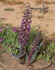 Lachenalia violacea