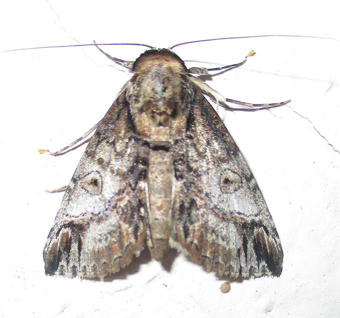 Risoba sticticraspis