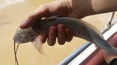 Calophysus macropterus